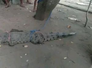 Buaya Muara Resahkan Warga Desa Afoan Kupang Berhasil Ditangkap Buaya Muara Resahkan Warga Desa Afoan Kupang Berhasil Ditangkap