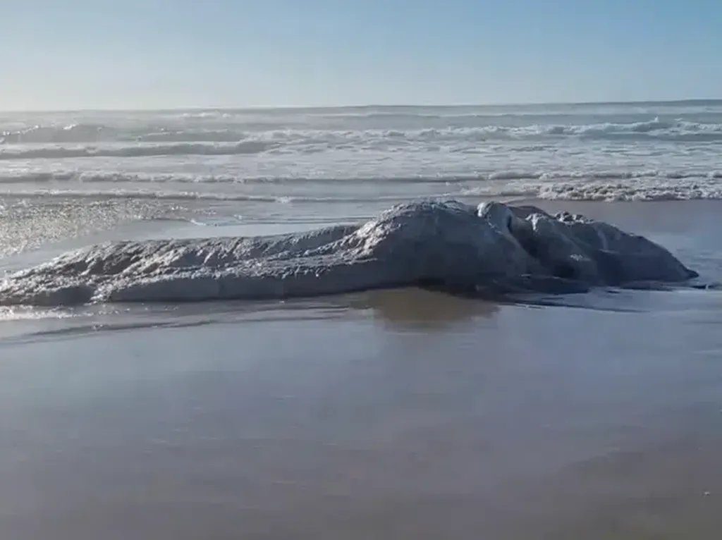 Makhluk Laut Aneh Sebesar Truk Ditemukan di Pantai, Hewan Apakah Itu?