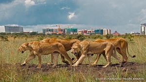 Karya Jawara Kontes Foto Satwa Liar Afrika Bikin Terkesima