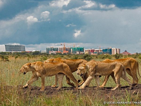 Karya Jawara Kontes Foto Satwa Liar Afrika Bikin Terkesima