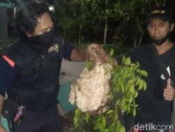 Diserang Tawon Vespa, Pelajar Klaten Kejang hingga Dilarikan ke RS