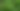 Foto: Daun Sirih Cina. (Dinesh Valke/Wikimedia Commons)