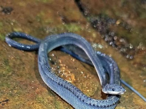 Penemuan ular naga Jawa di Pegunungan Sanggabuana, Karawang