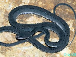 Mengenal Ular Naga Jawa Xenodermus Javanicus yang Benar-benar Nyata Mengenal Ular Naga Jawa Xenodermus Javanicus yang Benar-benar Nyata