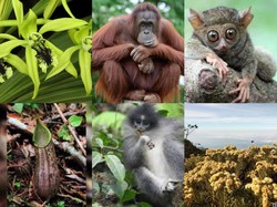 Peringatan Hari Cinta Puspa dan Satwa Nasional 5 November 2024