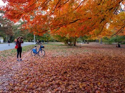 Mengapa Daun Berubah Warna Saat Musim Gugur? Ini Penyebabnya