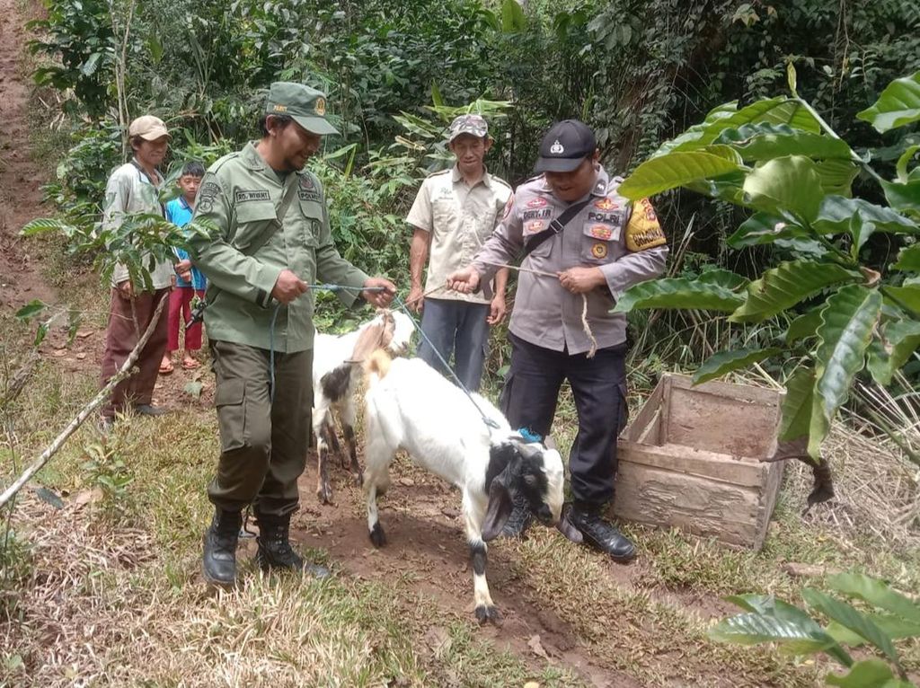 Hewan Ternak Dimangsa Harimau, Warga 1 Dusun di Lampung Dievakuasi Hewan Ternak Dimangsa Harimau, Warga 1 Dusun di Lampung Dievakuasi