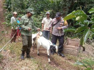 Hewan Ternak Dimangsa Harimau, Warga 1 Dusun di Lampung Dievakuasi Hewan Ternak Dimangsa Harimau, Warga 1 Dusun di Lampung Dievakuasi