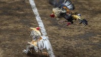 Gara-gara Sabung Ayam, Maskapai Korea Setop Angkut Ayam ke Filipina
