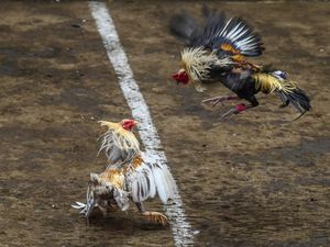 Gara-gara Sabung Ayam, Maskapai Korea Setop Angkut Ayam ke Filipina