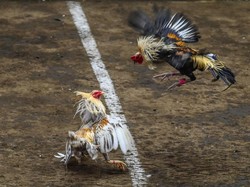 Gara-gara Sabung Ayam, Maskapai Korea Setop Angkut Ayam ke Filipina