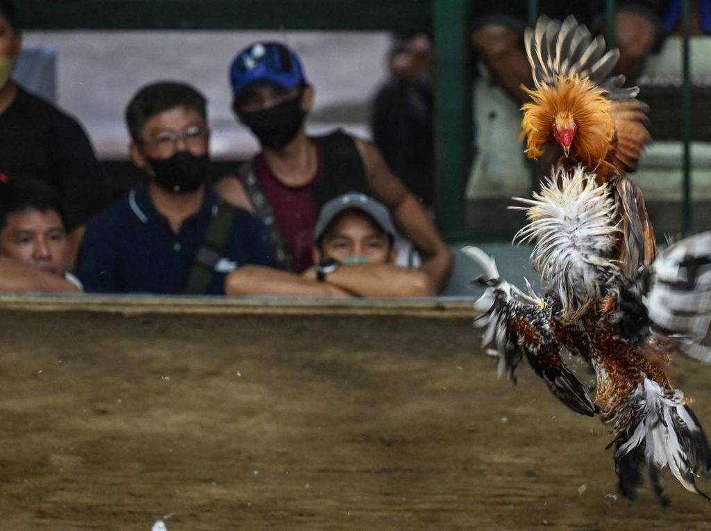 Geliat Sabung Ayam yang Jadi Primadona di Filipina
