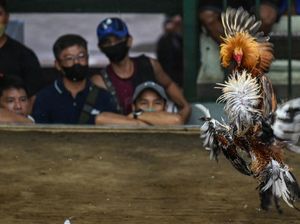 Geliat Sabung Ayam yang Jadi Primadona di Filipina Geliat Sabung Ayam yang Jadi Primadona di Filipina