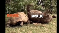 Meme lain yang menyatakan Maguire sekuat tenaga berusaha membantu Ronaldo bikin gol di lini depan. Foto: dok. Twitter