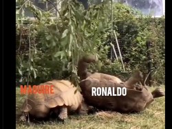Meme lain yang menyatakan Maguire sekuat tenaga berusaha membantu Ronaldo bikin gol di lini depan. Foto: dok. Twitter