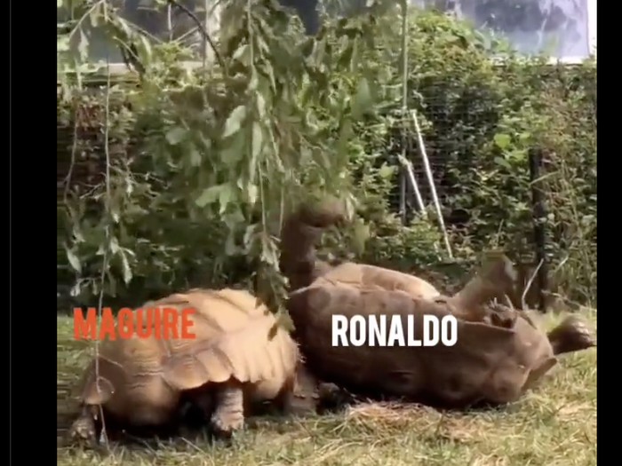 Harry Maguire Striker