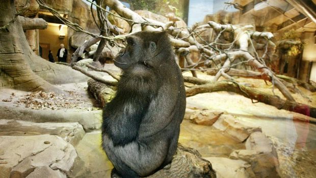 Henry Doorly Zoo A gorilla sits on a rock at the Hubbard Gorilla Valley in Omaha's Henry Doorly Zoo 09 April 2004 in Omaha, Nebraska. The $14 million, over 1.2 hectare (three acre) exhibit houses the world's first test tube gorilla. (Eric Francis/Getty Images/AFP) FOR NEWSPAPERS AND TV USE ONLY (Photo by Eric Francis / Getty Images North America / Getty Images via AFP)