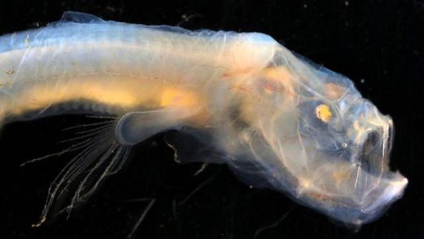 7 Hewan Misterius yang Ada di Laut Dalam Australia