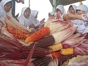 Keren! Ponpes di Cianjur Sukses Panen Jagung Warna-warni Pelangi Keren! Ponpes di Cianjur Sukses Panen Jagung Warna-warni Pelangi