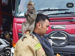 Warga di Jakbar Digigit Monyet Liar Saat Antar Anak ke Sekolah