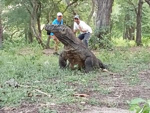 Kenaikan Harga Tiket Pulau Komodo Ditentang, PT Flobamor Cuek Bebek Kenaikan Harga Tiket Pulau Komodo Ditentang, PT Flobamor Cuek Bebek