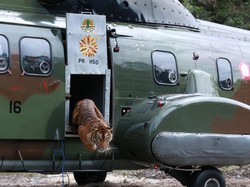Hore! Satu Lagi Harimau Sumatera Kembali ke Hutan Rimba