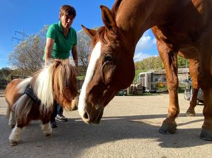 Penampakan Kuda Poni Terkecil di Dunia, Gemesin Banget Deh Penampakan Kuda Poni Terkecil di Dunia, Gemesin Banget Deh