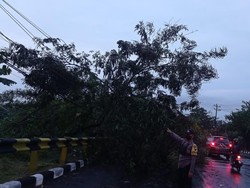 Hujan Lebat-Angin Kencang, Belasan Pohon di Semarang Tumbang