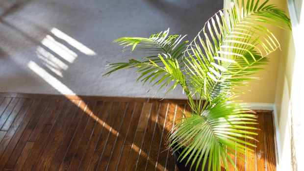 High angle view of indoor palm plant decoration with potted pot and green leaves on corner of wooden floor in room by wall and sunlight