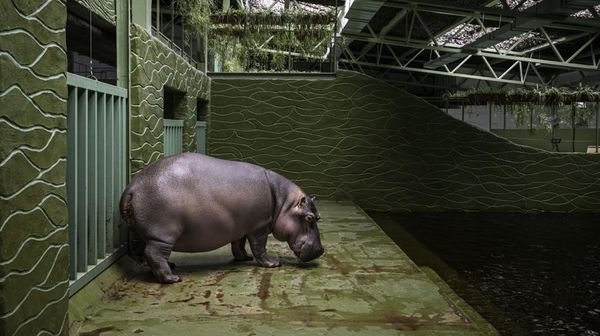 Usai Dikoyak Perang, Satwa di Ukraina Hadapi Musim Dingin Mencekam