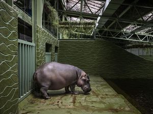 Usai Dikoyak Perang, Satwa di Ukraina Hadapi Musim Dingin Mencekam