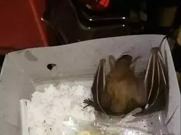 10 Nasi Kotak dengan Isian Nyeleneh Bikin Netizen Gagal Fokus