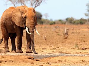 Apakah COP Afrika Akan Penuhi Kebutuhan Hadapi Dampak Perubahan Iklim?