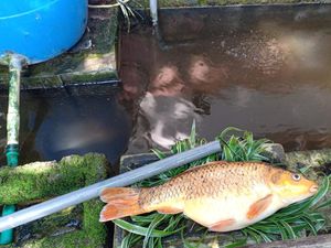 Sedihnya Warga Semarang, Ikan Koi Kesayangan Mati gegara Hujan Lebat