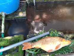 Sedihnya Warga Semarang, Ikan Koi Kesayangan Mati gegara Hujan Lebat