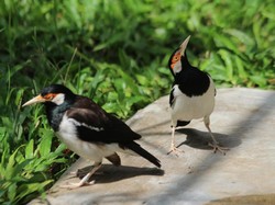 Puluhan Jalak Suren Dilepasliarkan di Taman Safari Indonesia II Jatim