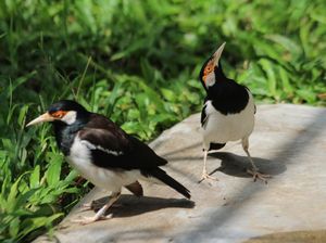 Puluhan Jalak Suren Dilepasliarkan di Taman Safari Indonesia II Jatim Puluhan Jalak Suren Dilepasliarkan di Taman Safari Indonesia II Jatim