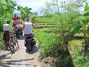 Canggu Macet, Warlok Hingga Turis Pilih Lewat Pematang Sawah Canggu Macet, Warlok Hingga Turis Pilih Lewat Pematang Sawah
