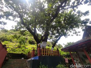 Pohon Ketapang Keramat Pantai Sembukan Wonogiri, Kerap Jadi Tempat Ritual