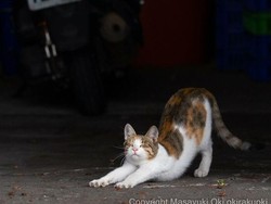 Mengapa Kucing Suka Ngulet? Ini Jawabannya
