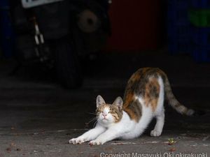 Mengapa Kucing Suka Ngulet? Ini Jawabannya Mengapa Kucing Suka Ngulet? Ini Jawabannya