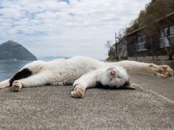 Kucing Nyemplung di Tong Berisi Zat Beracun Bikin Geger Fukuyama Jepang