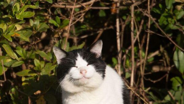 Gemes Banget! Potret Kucing Ini Bikin Kamu Senyum-senyum Sendiri