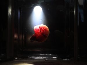 Wow! Kontes Ikan Cupang Internasional Digelar di Padang Wow! Kontes Ikan Cupang Internasional Digelar di Padang