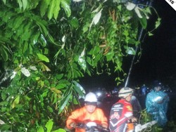 Jalur Gumitir Longsor, Satu Pengendara Motor Tertimpa Pohon Tumbang