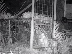 Anak Harimau Tertangkap di Pelalawan Dikembalikan ke Habitat Asli