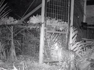 Anak Harimau Tertangkap di Pelalawan Dikembalikan ke Habitat Asli Anak Harimau Tertangkap di Pelalawan Dikembalikan ke Habitat Asli