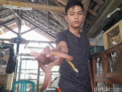 Cerita Pemuda Sumedang Selamat dari Maut Usai Digigit King Kobra
