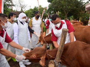 Gubernur Khofifah Siapkan Pencegahan Penyakit Sapi LSD di Jatim
