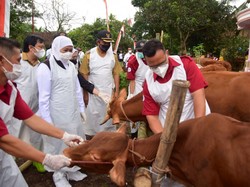 Gubernur Khofifah Siapkan Pencegahan Penyakit Sapi LSD di Jatim